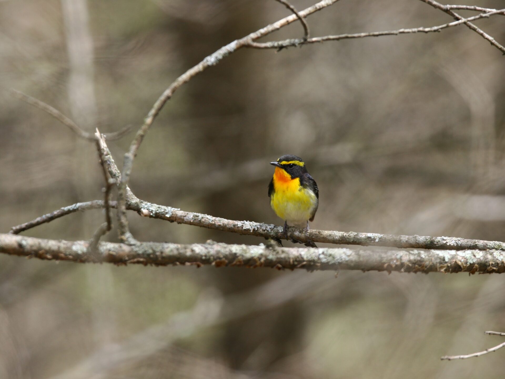 春　夏鳥がやってくる（キビタキ）